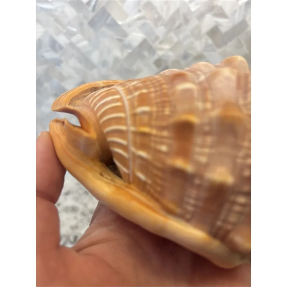 Natural Bullmouth Helmet Bull's Mouth Conch Shell Cypraecassis Rufa Tank‎ Decor
